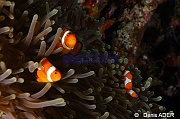 Amphiprion percula-Tomia table coral-14m-20180525-Denis-ADER-DSC_0623_tn